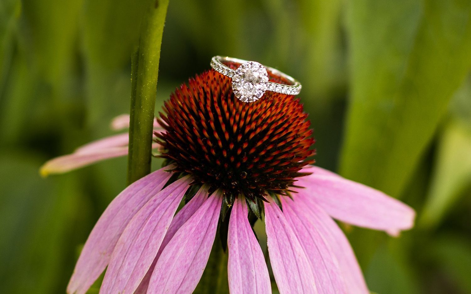Wedding Ring on a flower