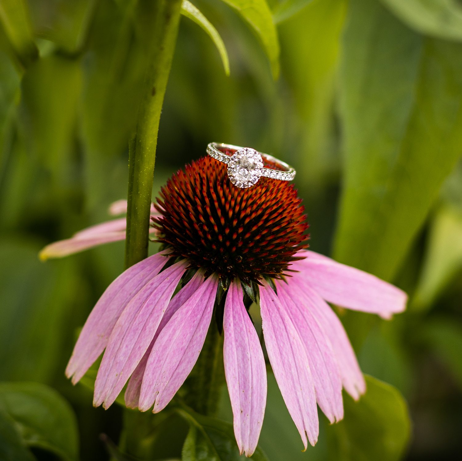 Wedding Ring on a flower
